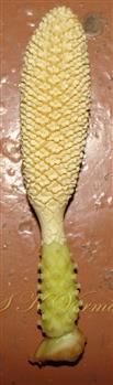   Inflorescence (Spadix)